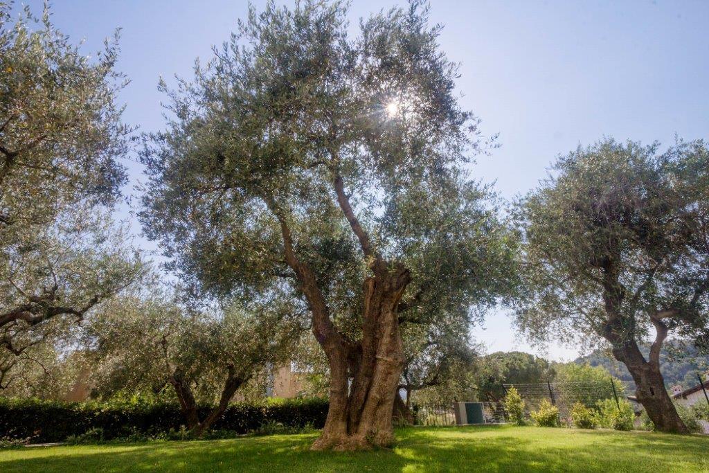 Sugli Allori Diano Marina Exterior foto